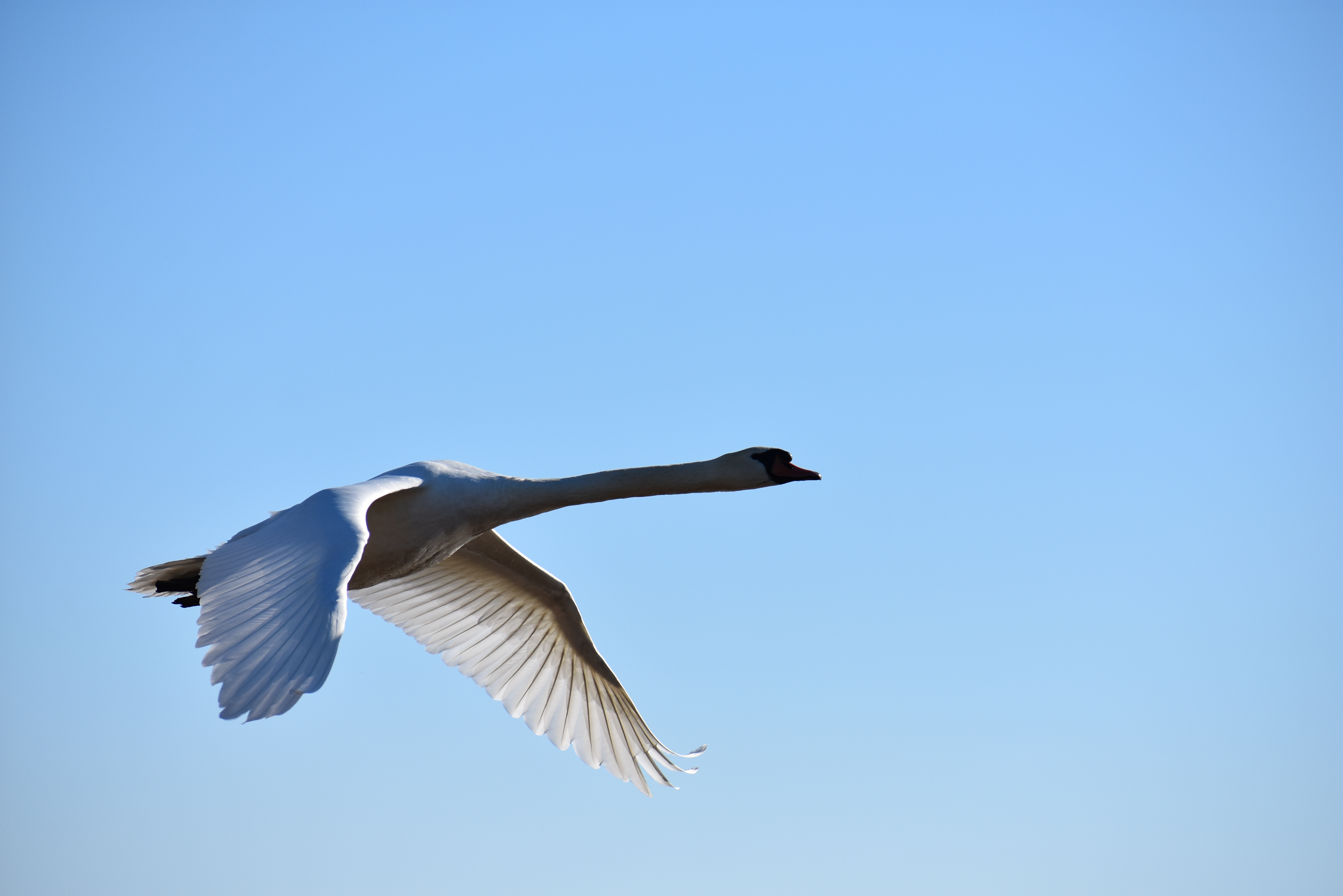 Mute Swan