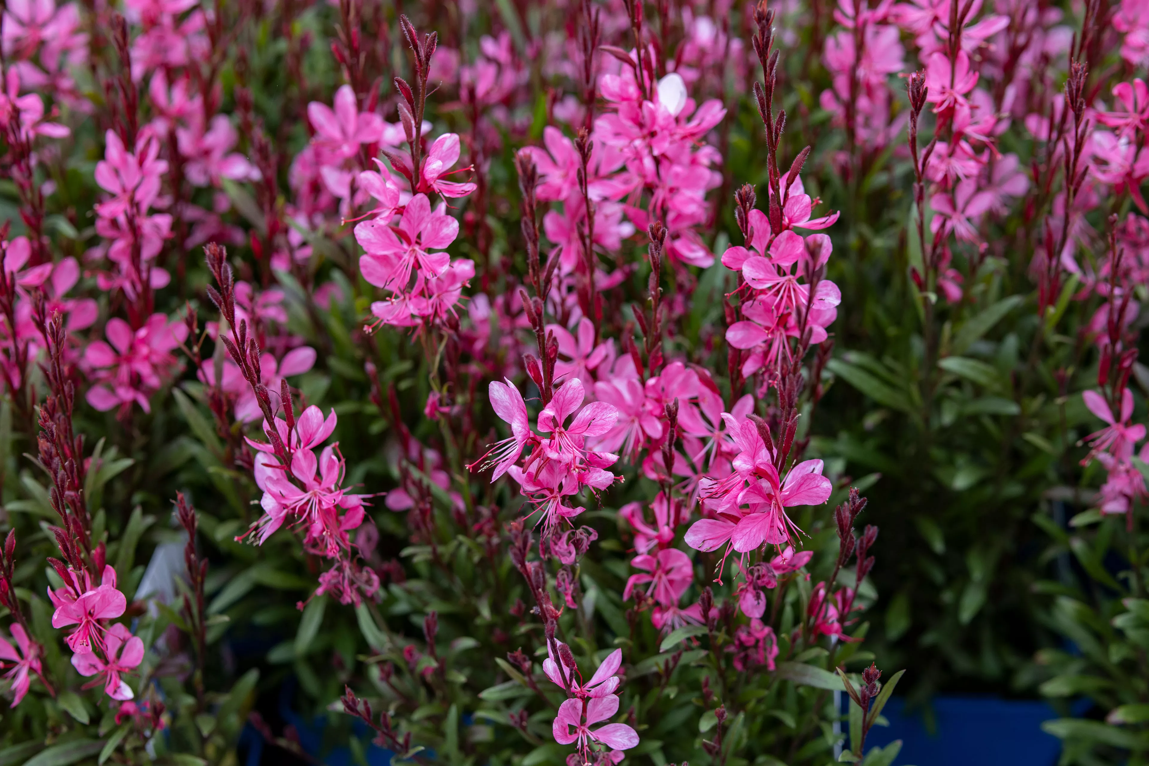 Steffi Dark Rose Wandflower