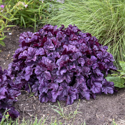 Dolce® 'Wildberry' Coral Bells