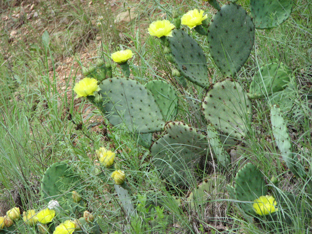Prickly Pear