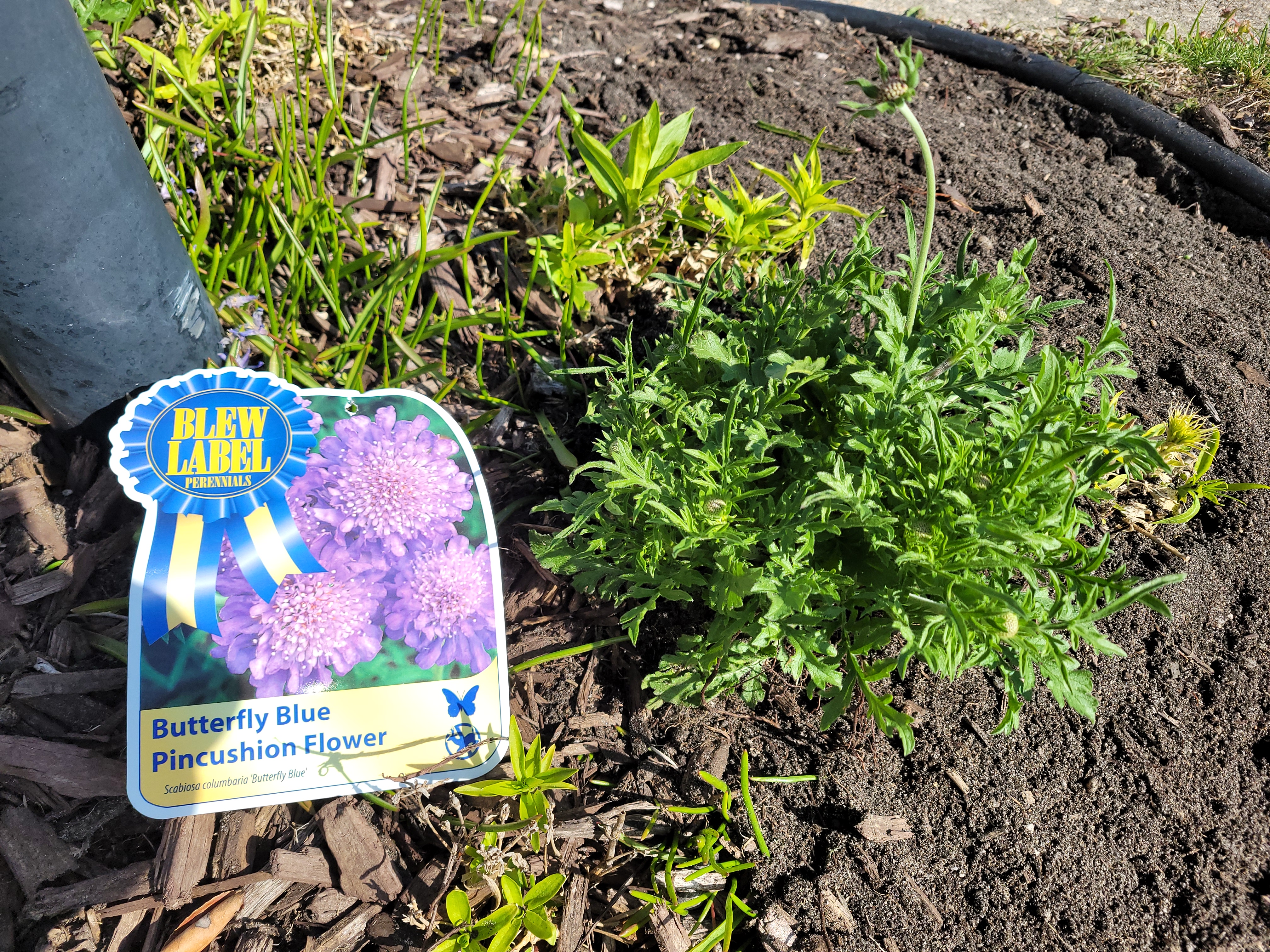 'Butterfly Blue' Pincushion Flower
