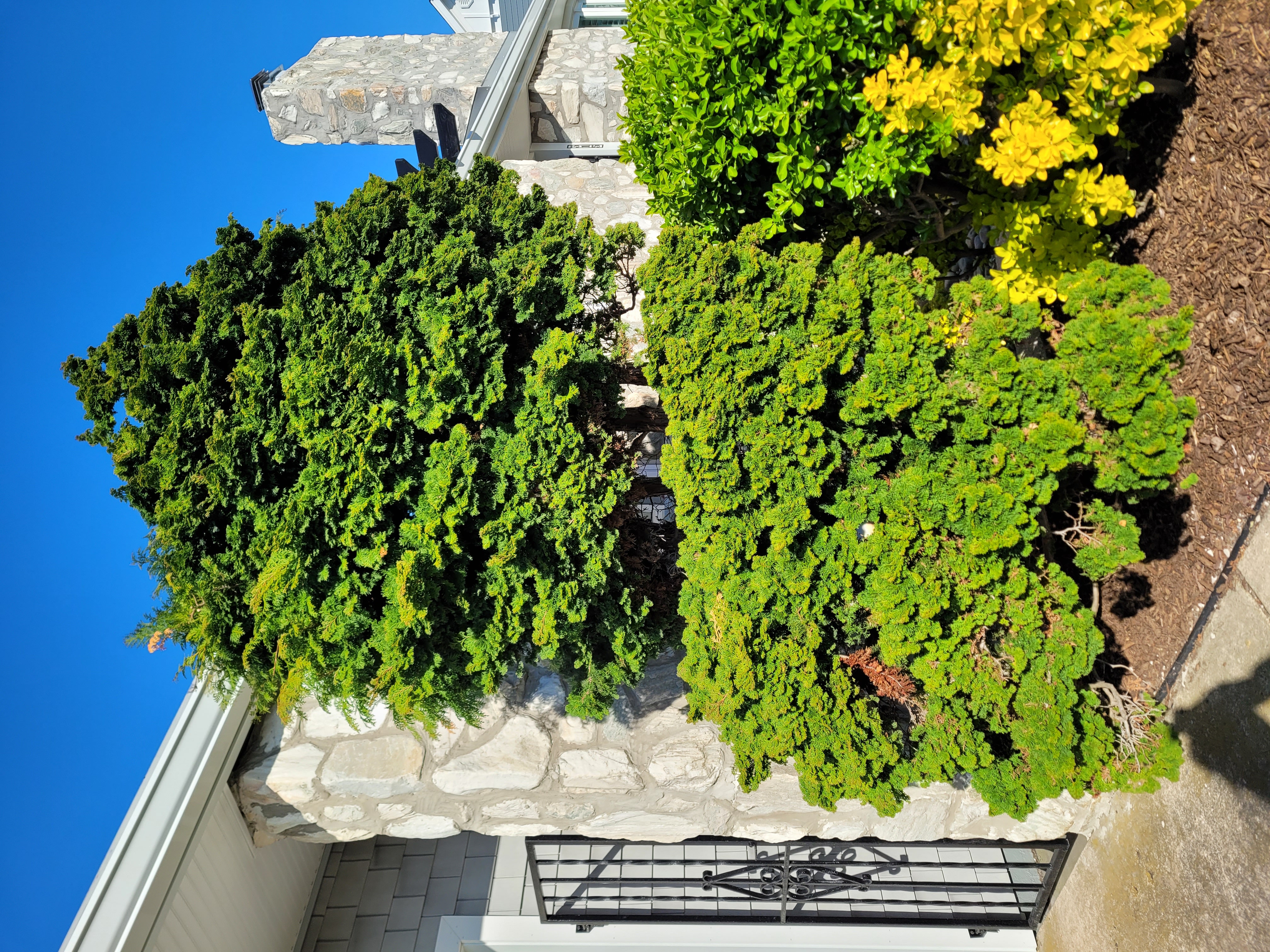 Hinoki Cypress