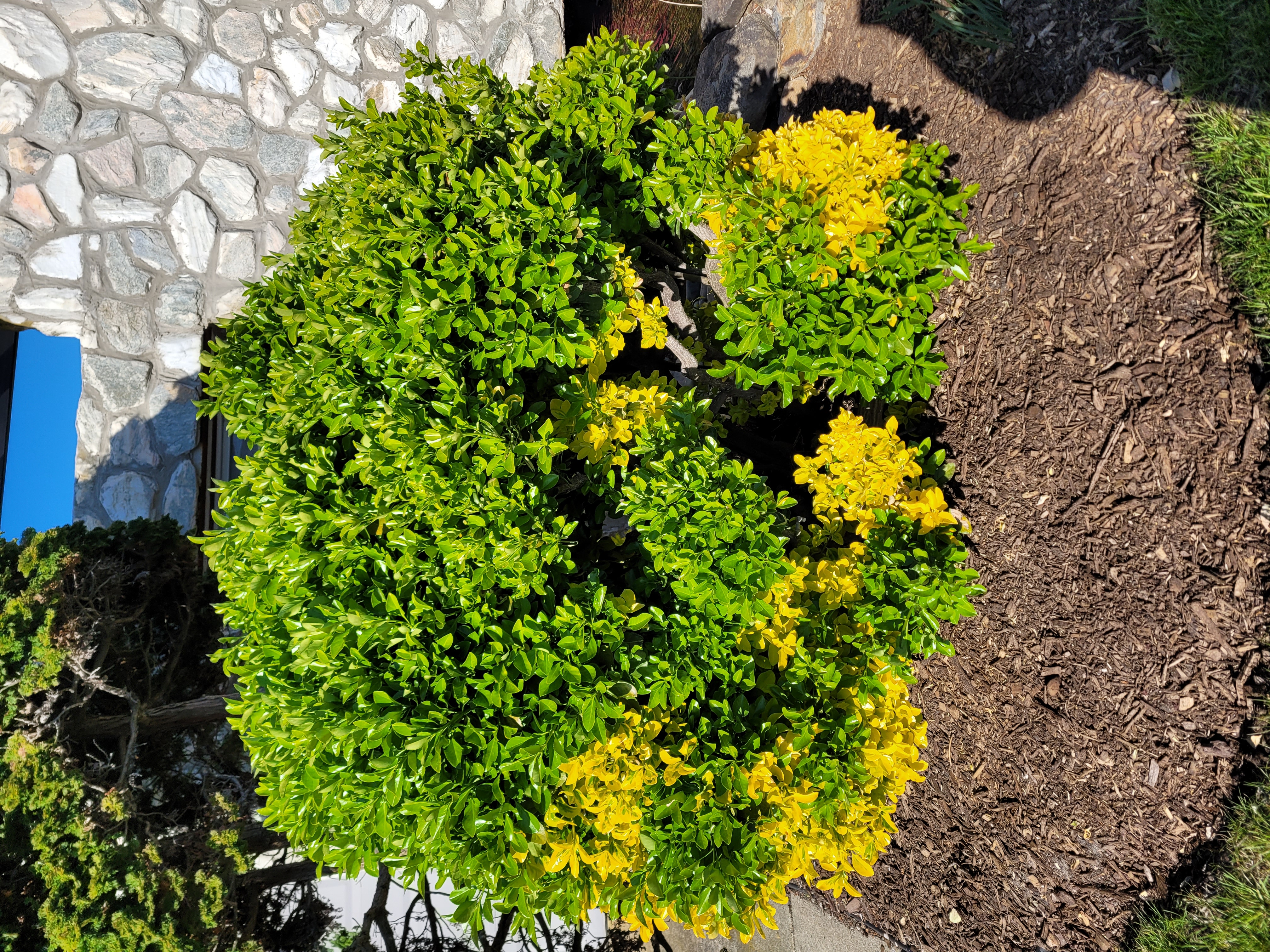 Golden Hoogendorn Holly