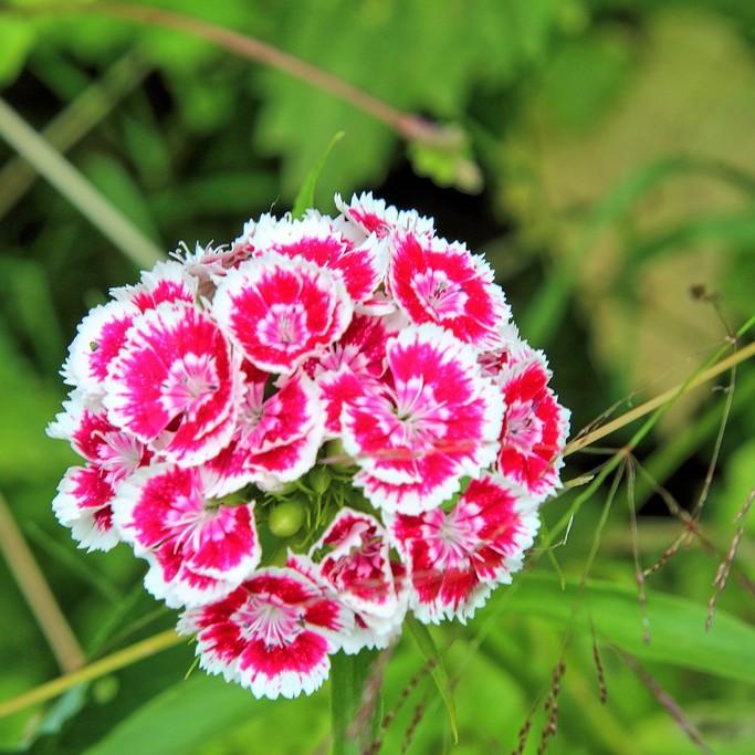 Dianthus Sweet William