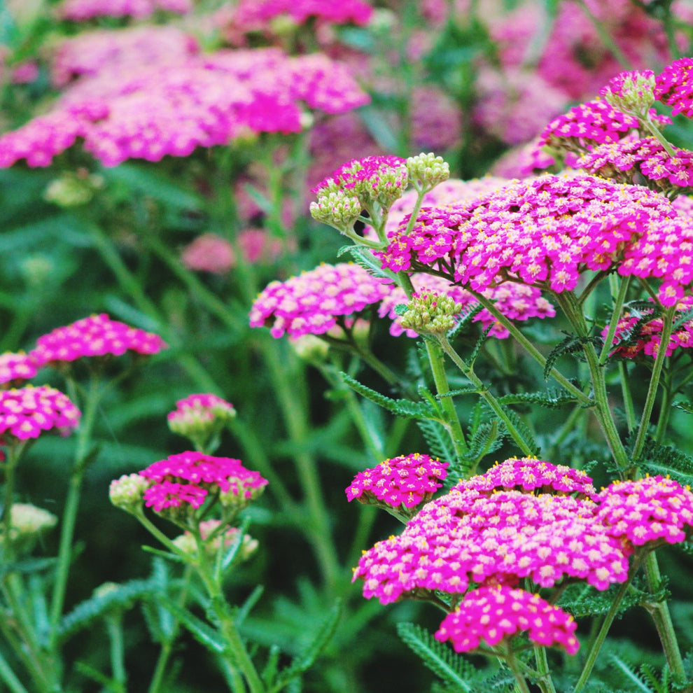 Yarrow