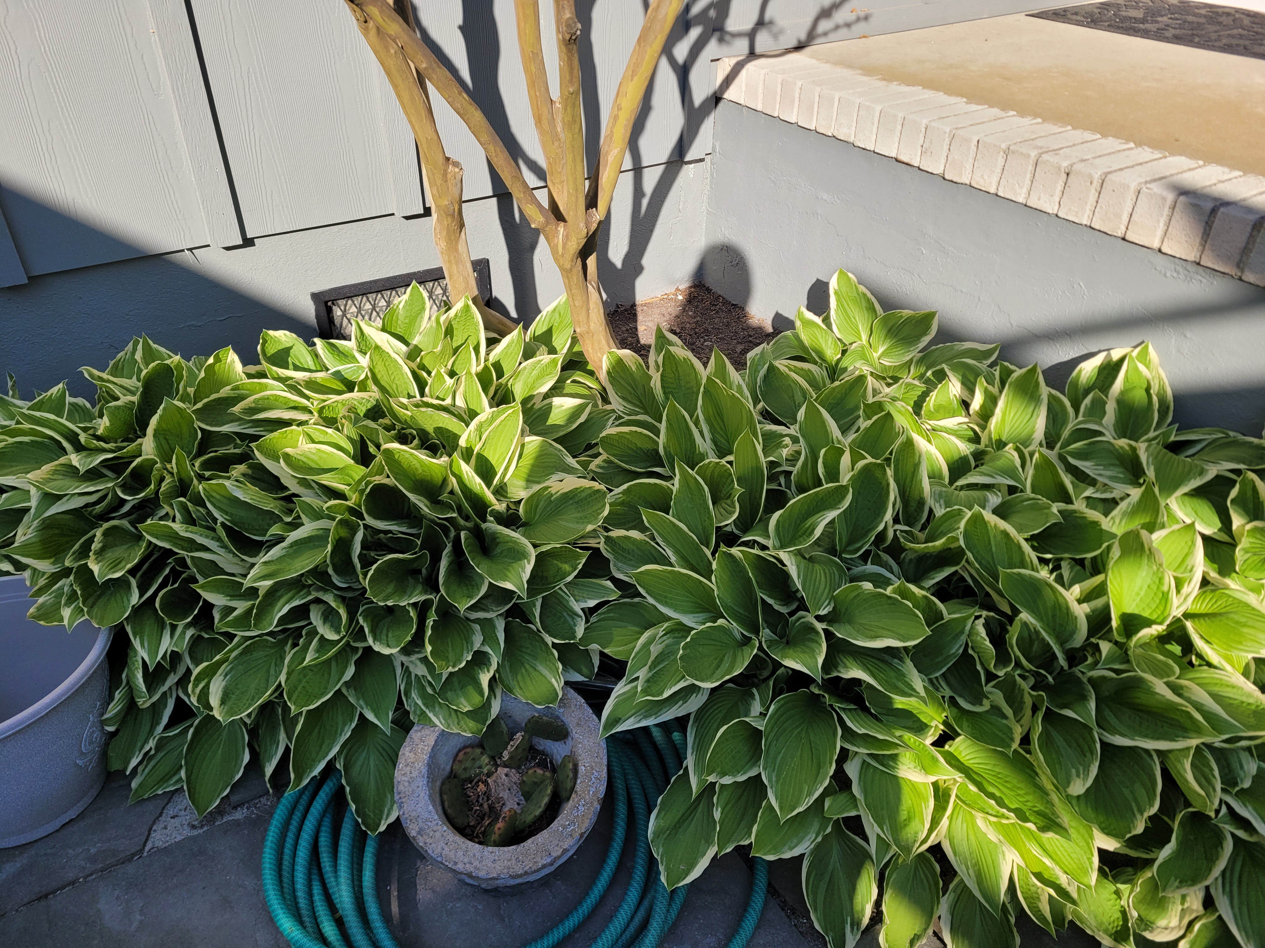 Hosta