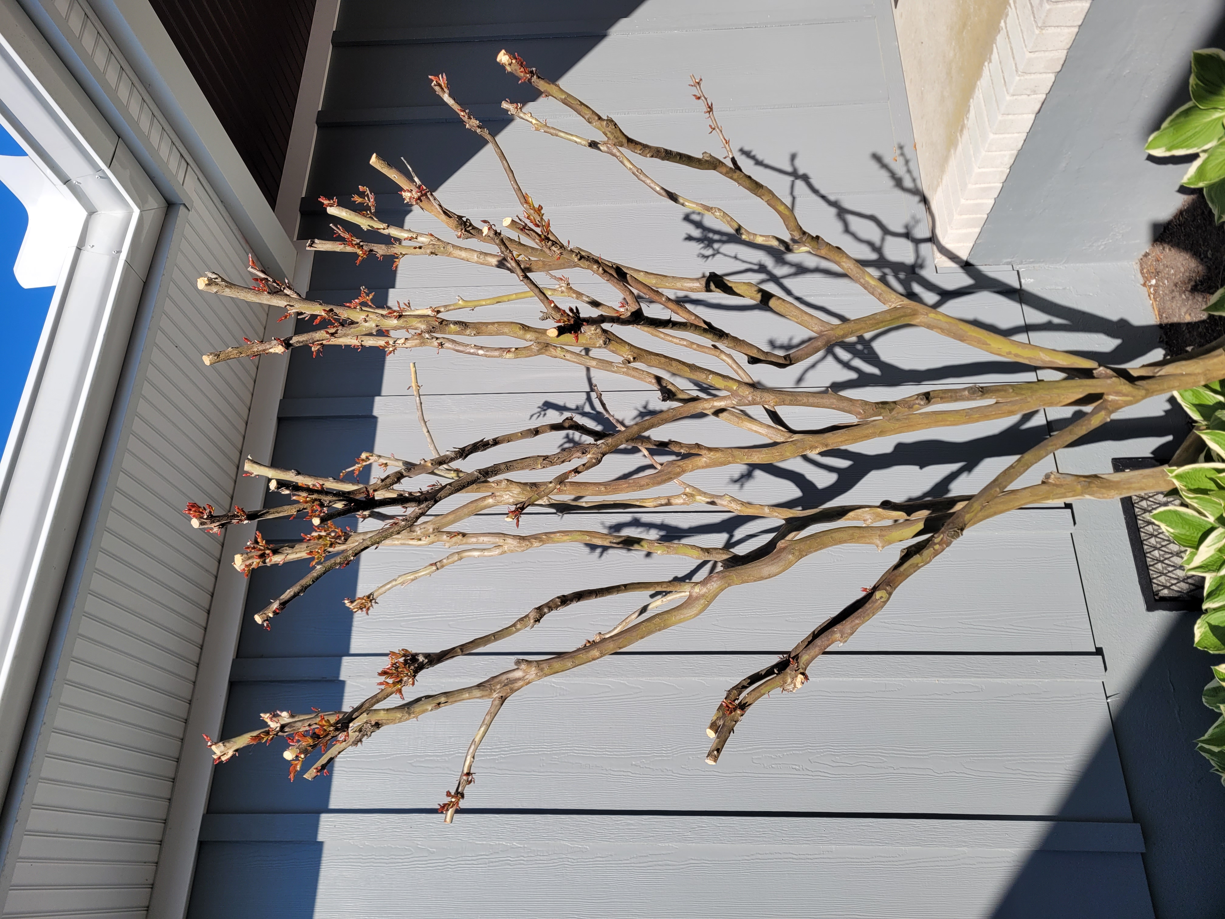 Crape Myrtle