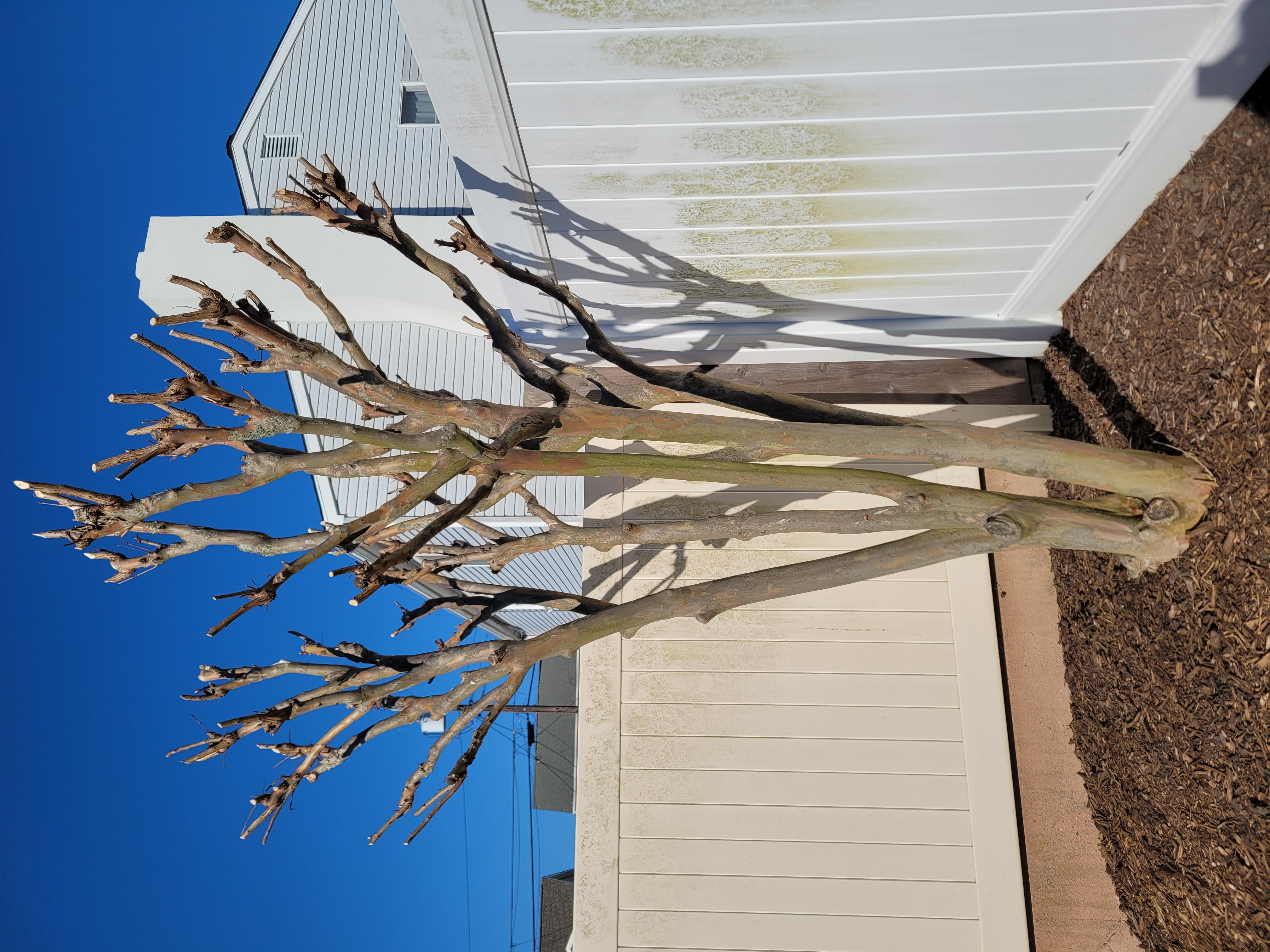 Crape Myrtle