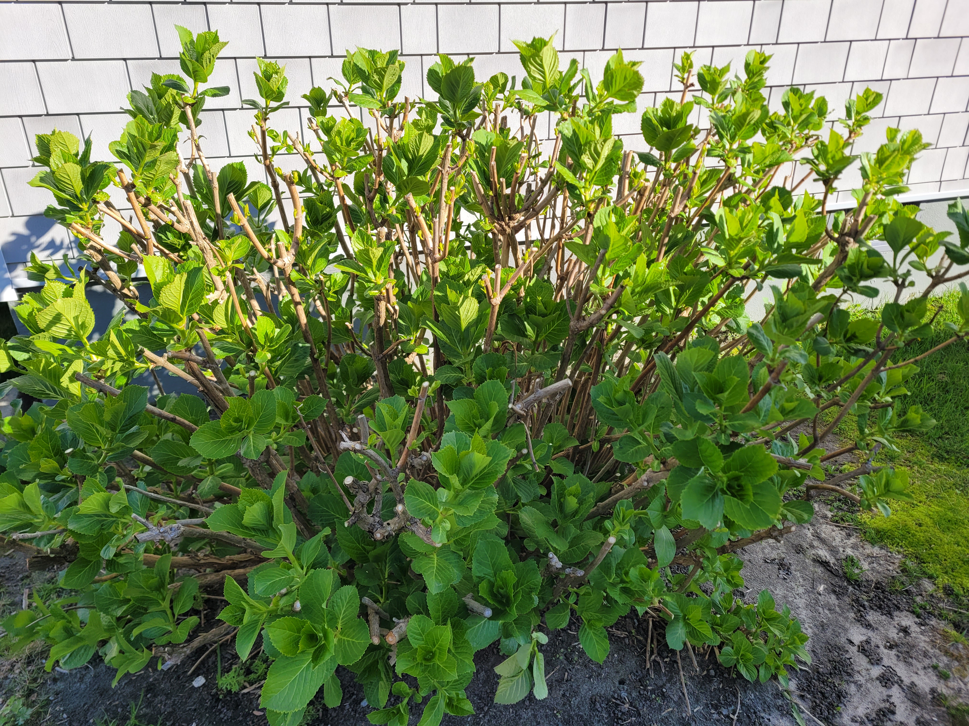 Hydrangea