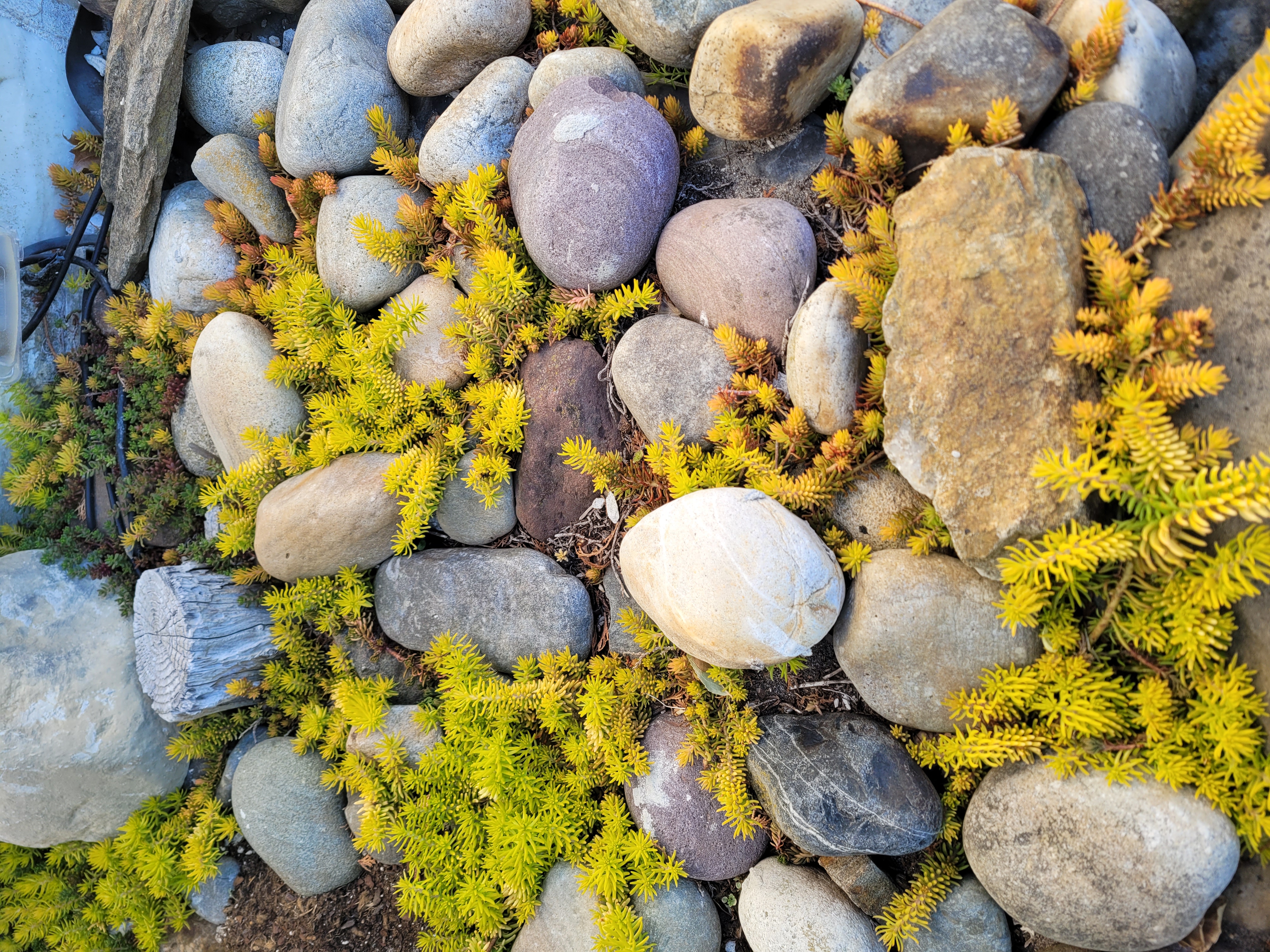 Stonecrop