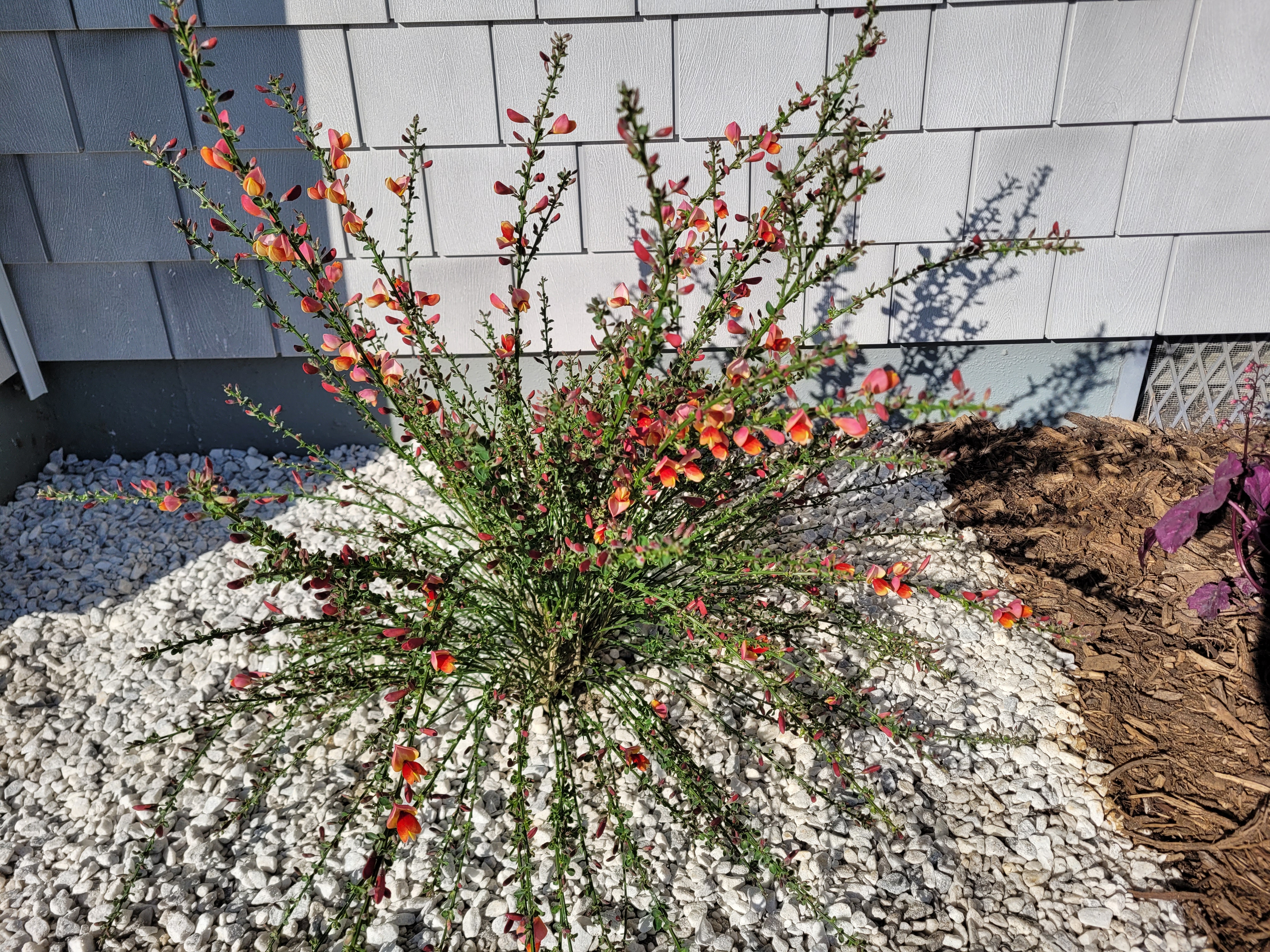 Sister Rosie® Scotch Broom
