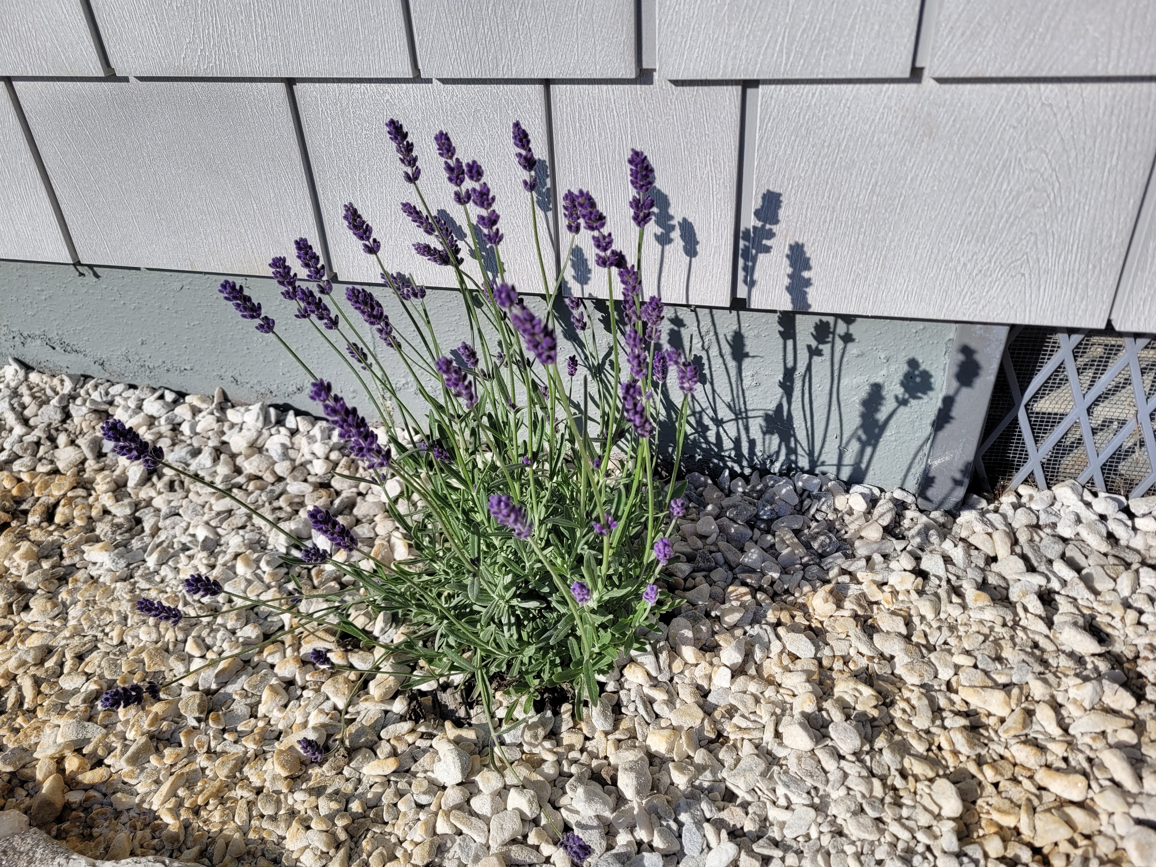 English lavender