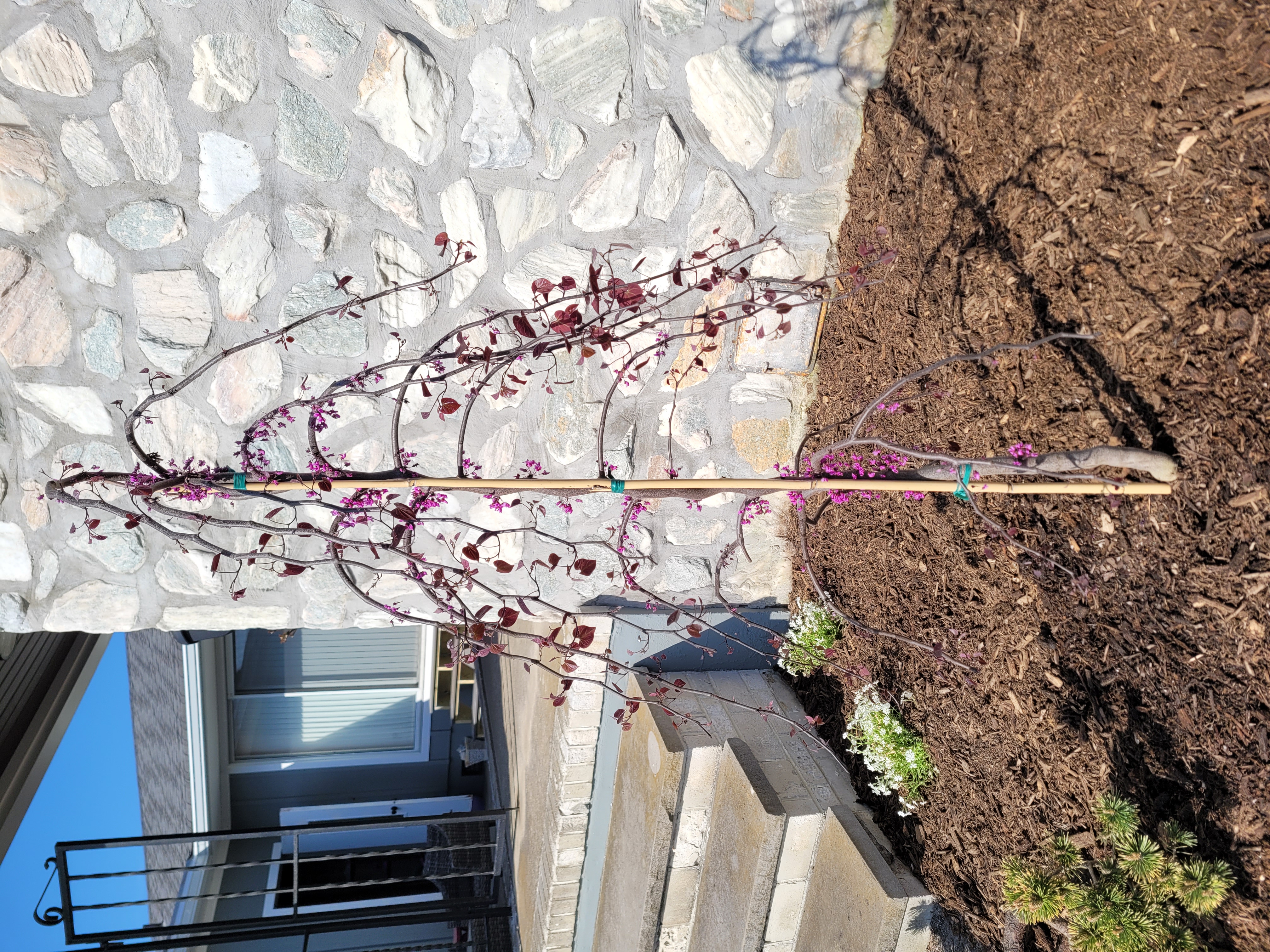 Ruby Falls Redbud