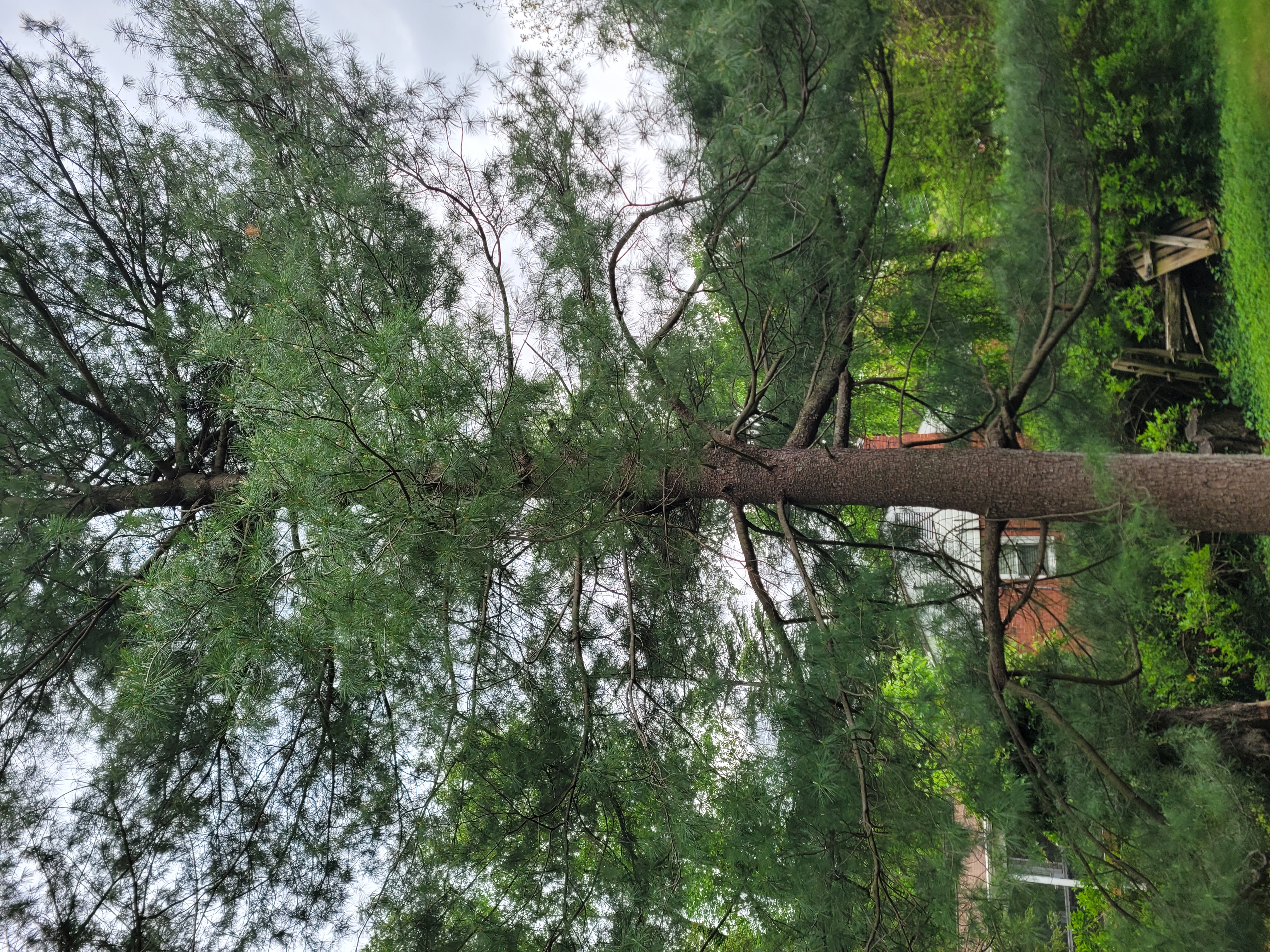 Eastern White Pine