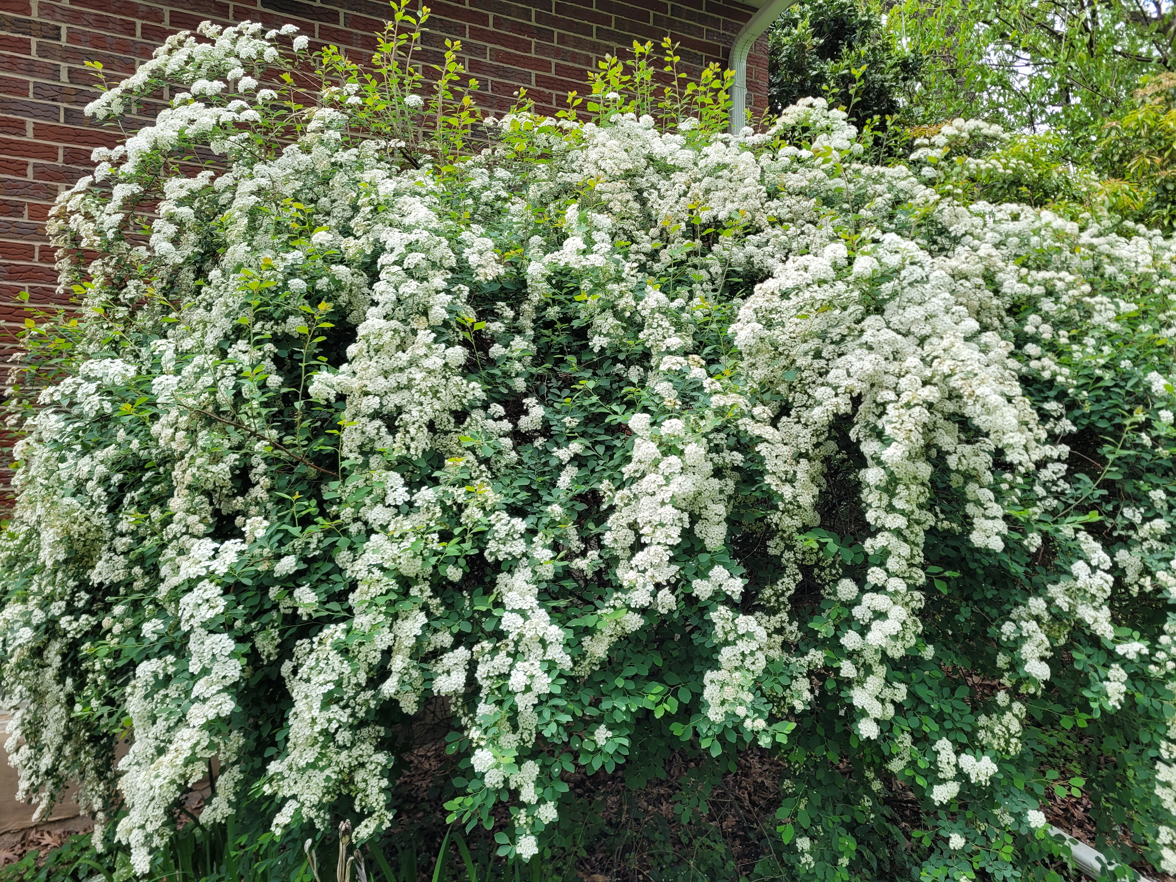Bridalwreath Spirea