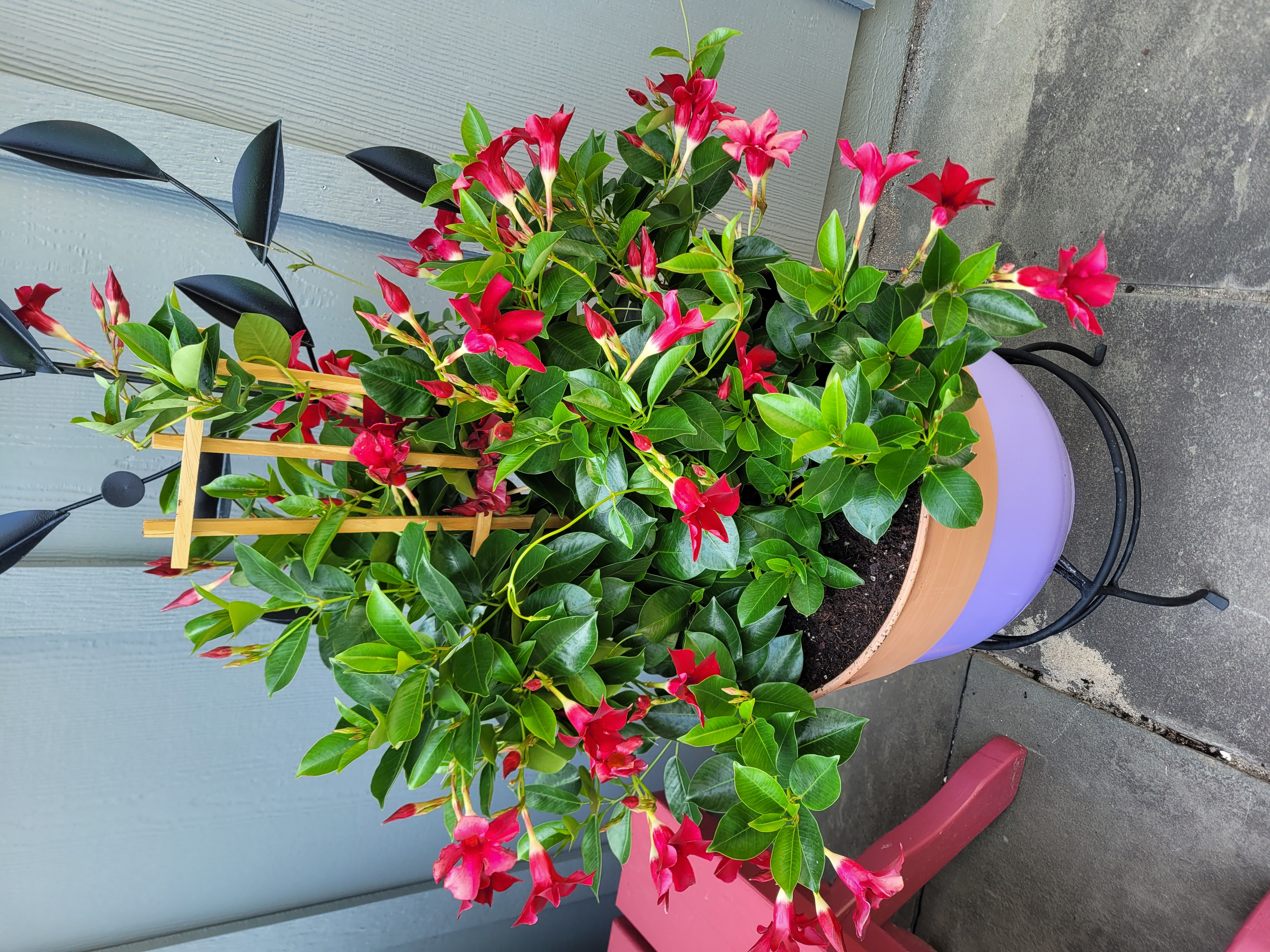 Mandevilla Dipladenia