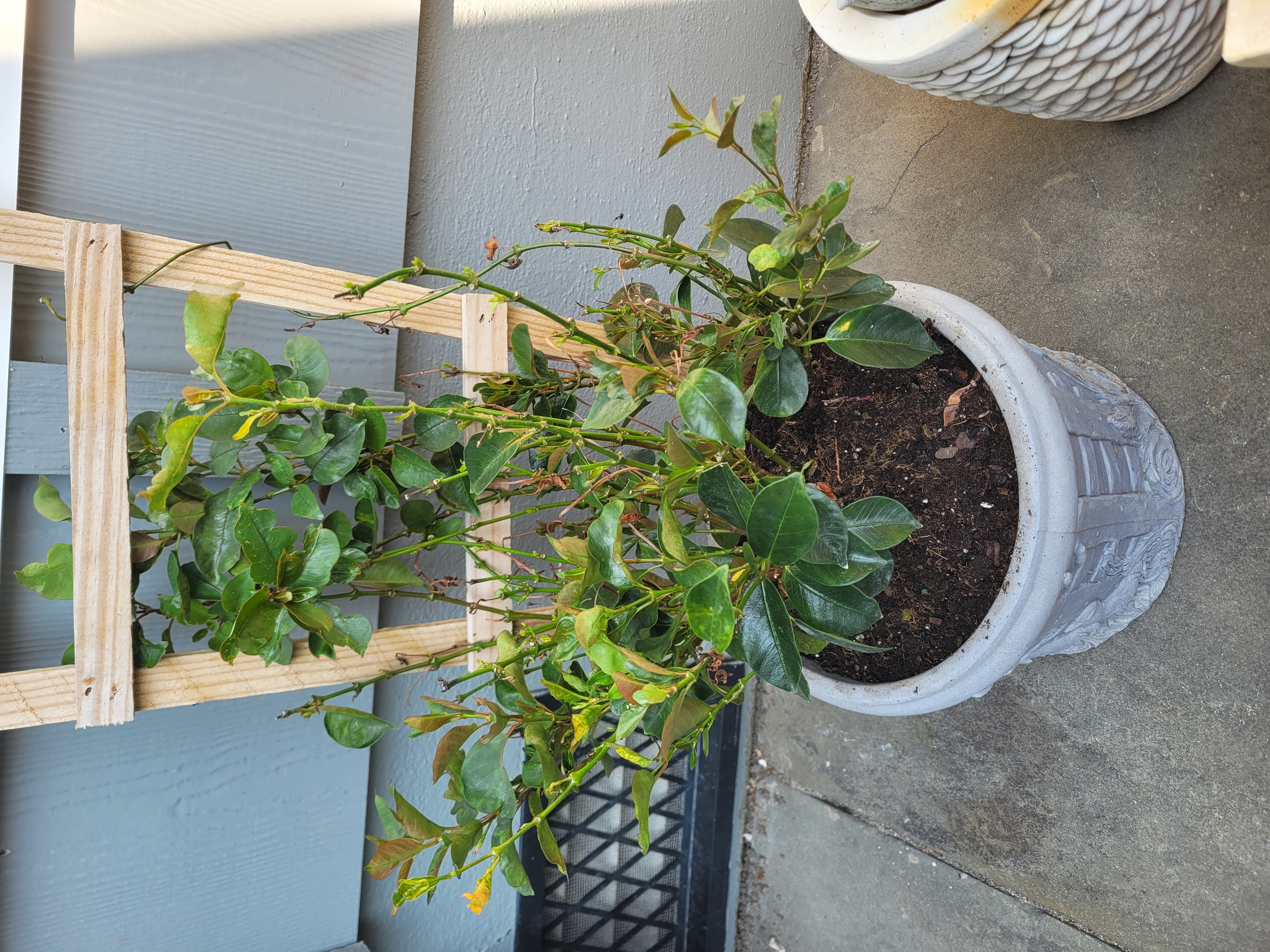 Mandevilla