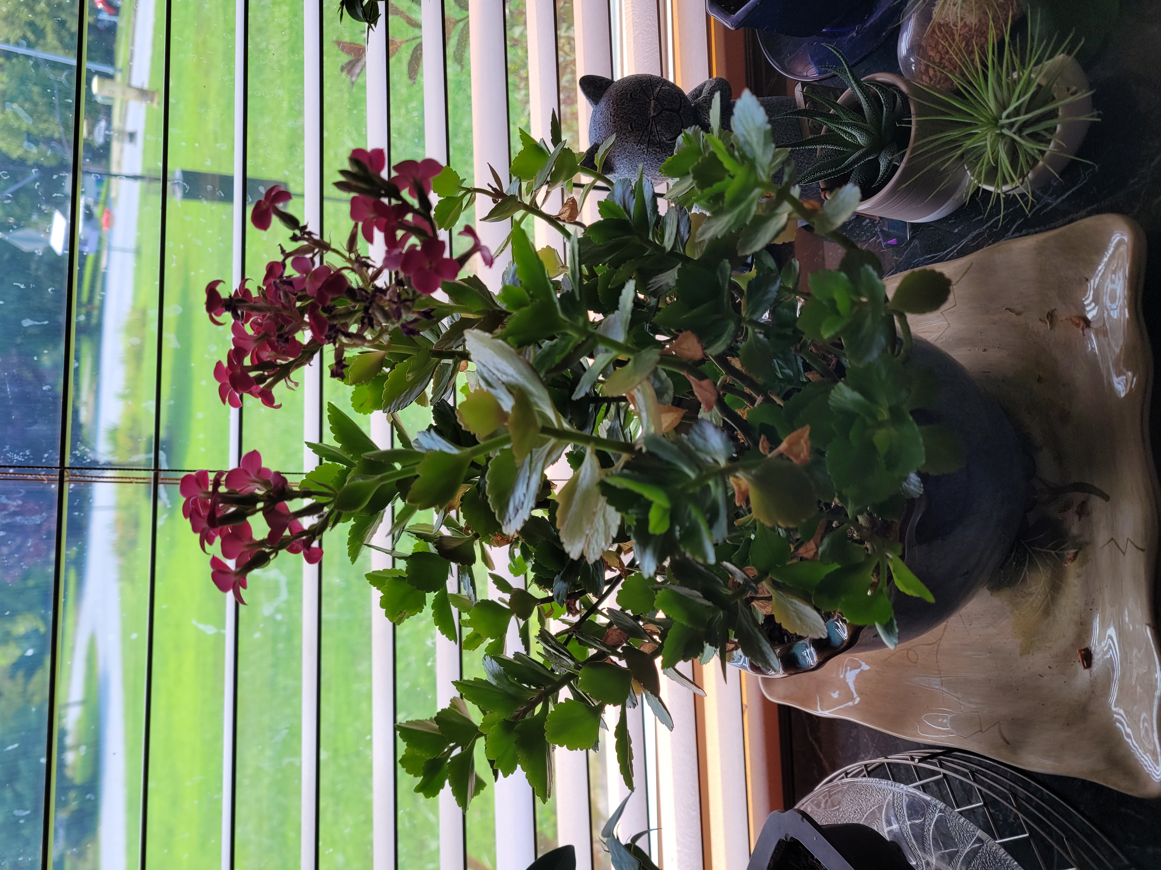 kalanchoe