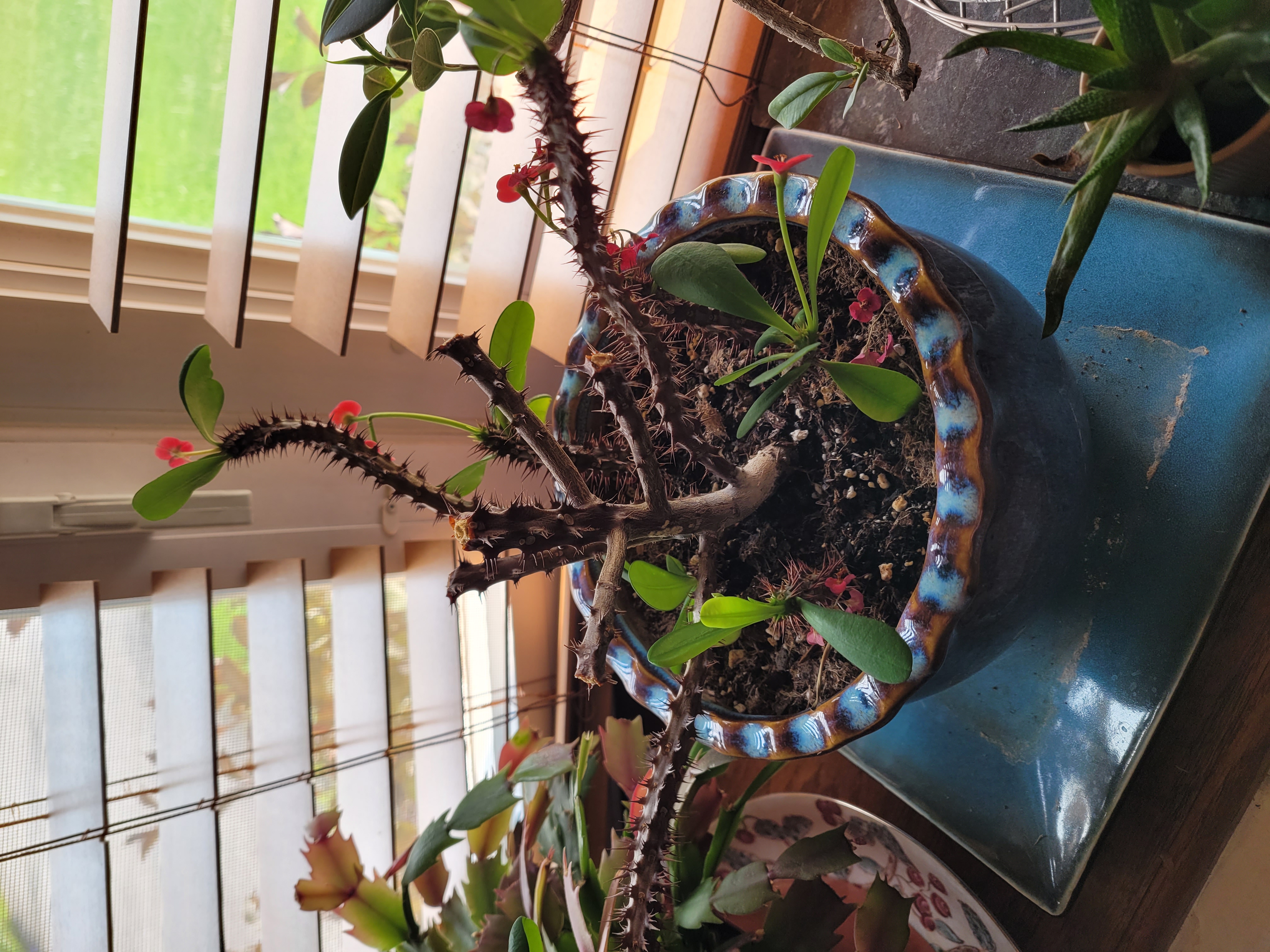 crown of thorns