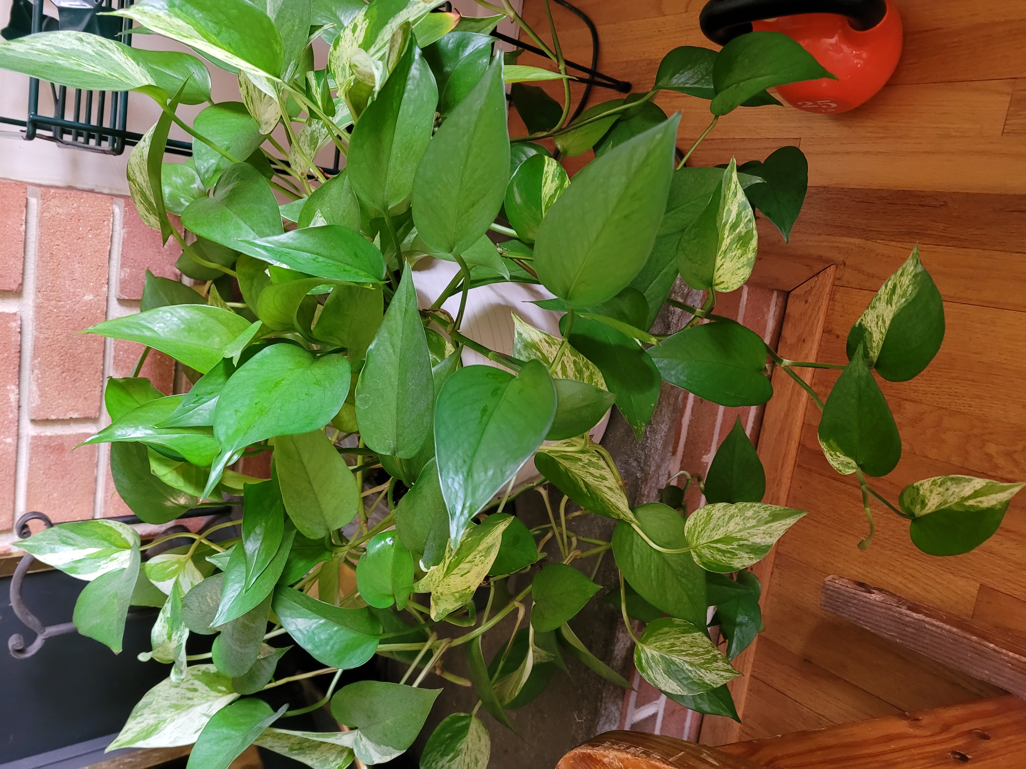 golden pothos