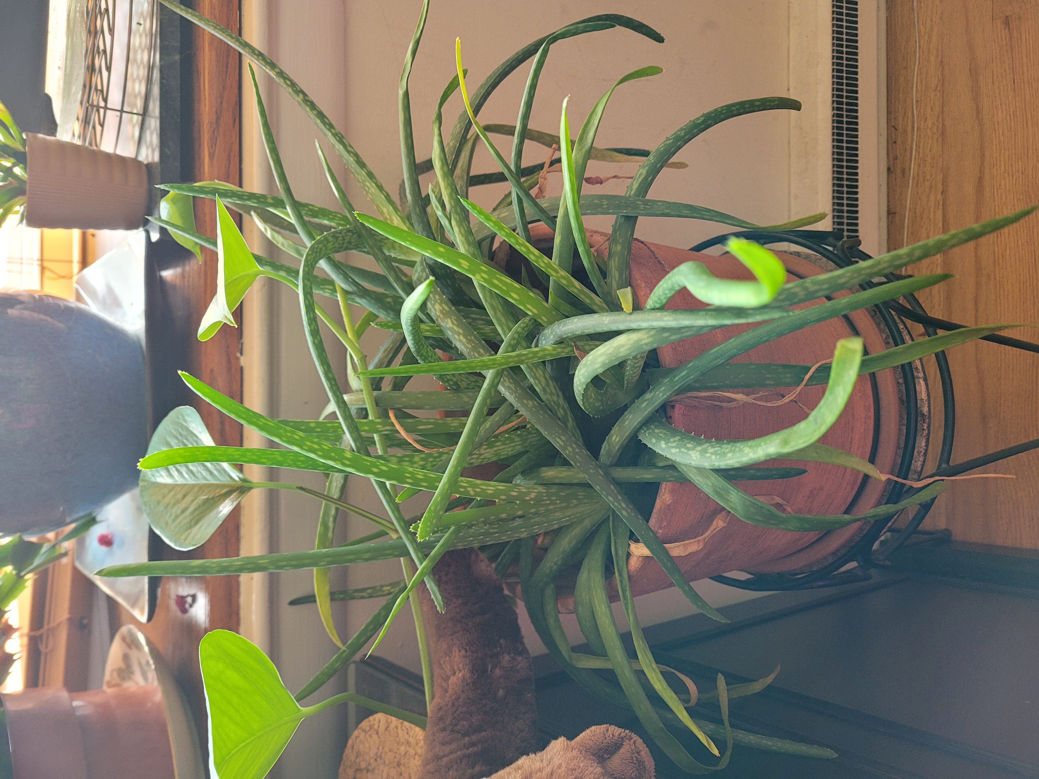 aloe