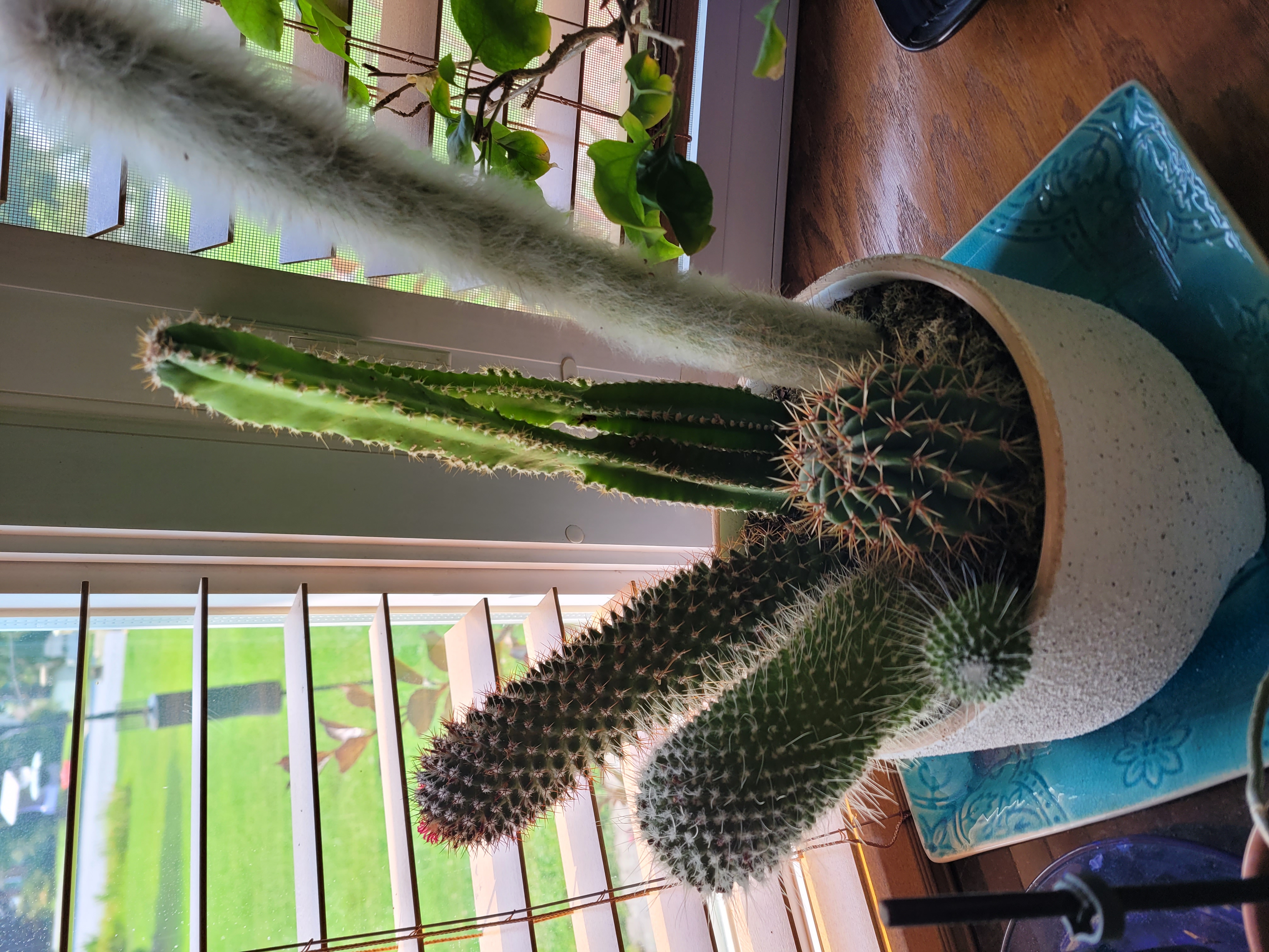 Cactus