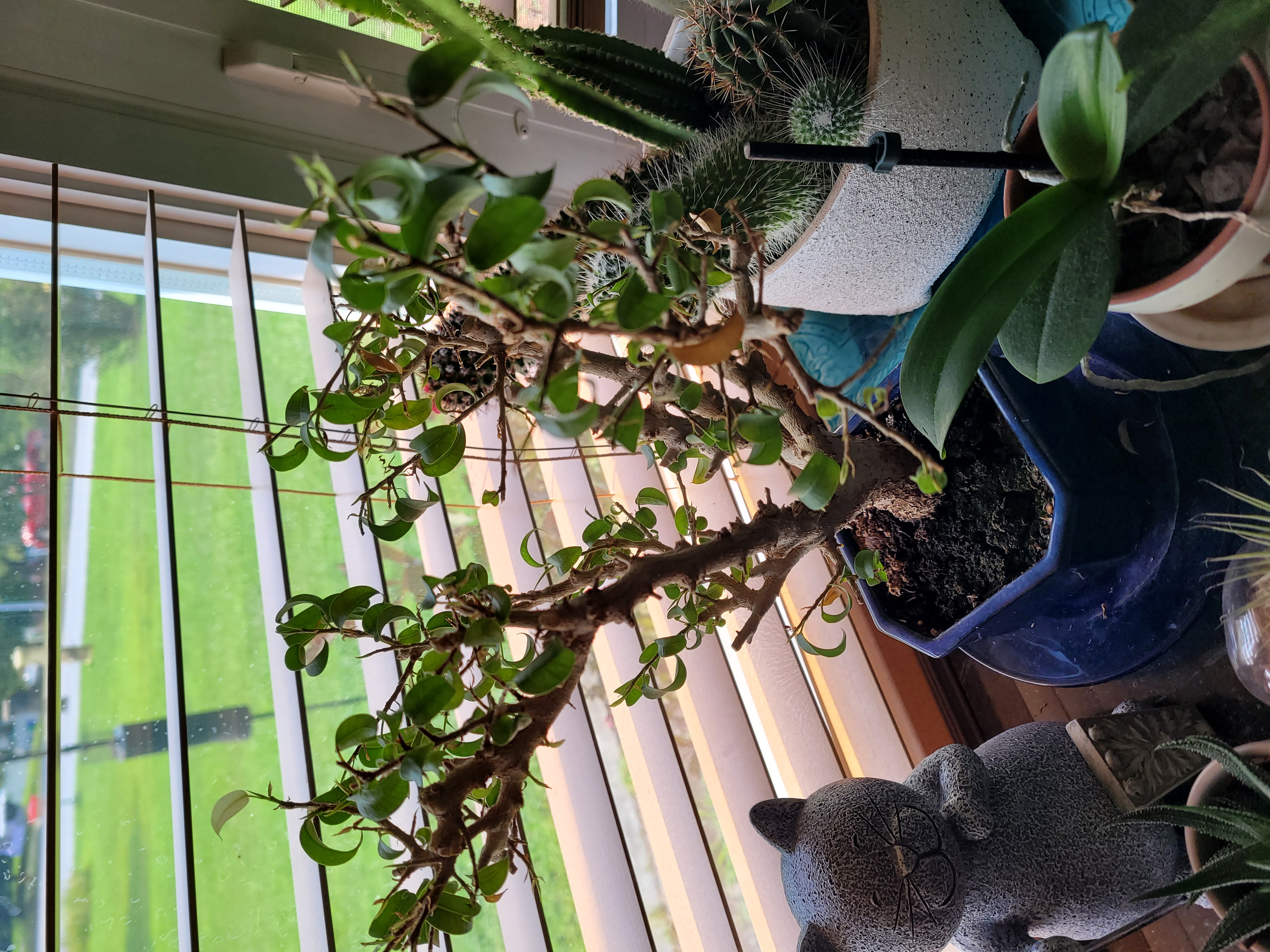 weeping fig
