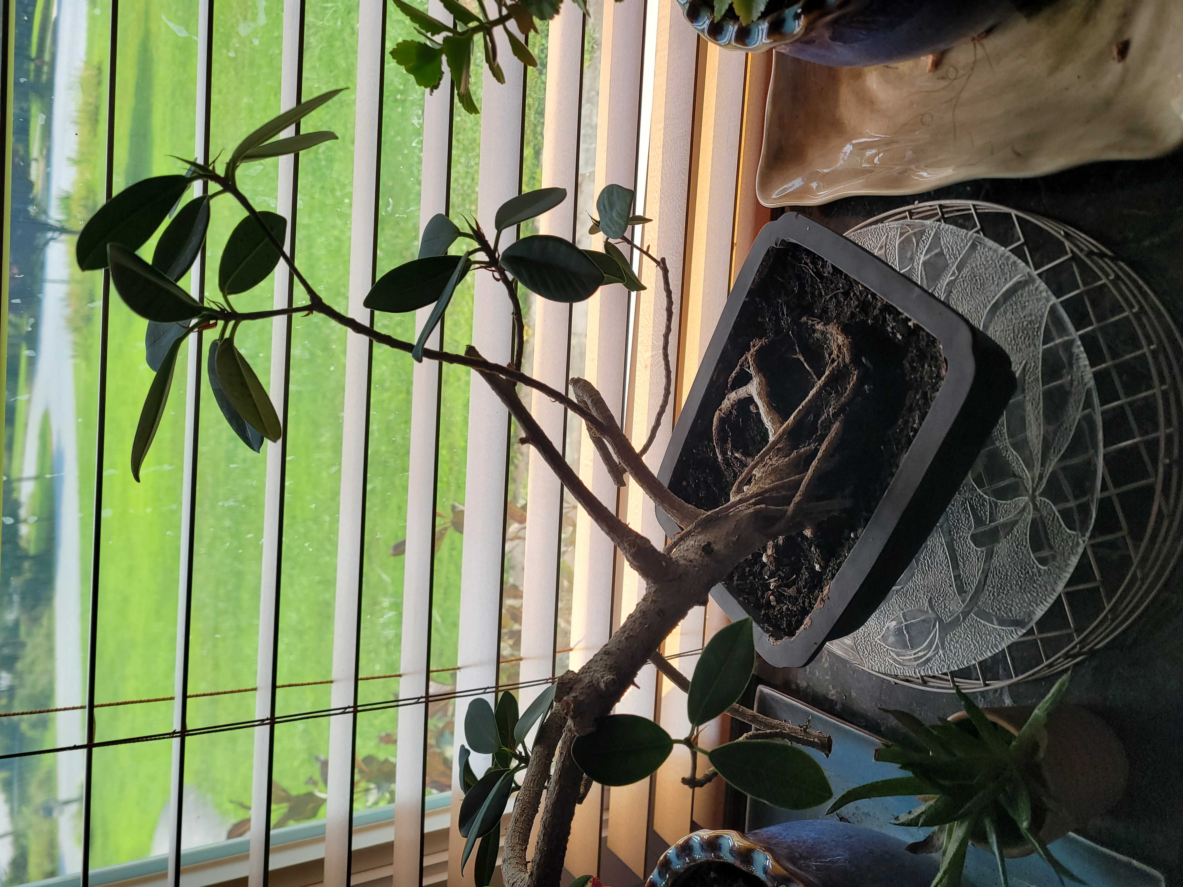 Ficus Green Island