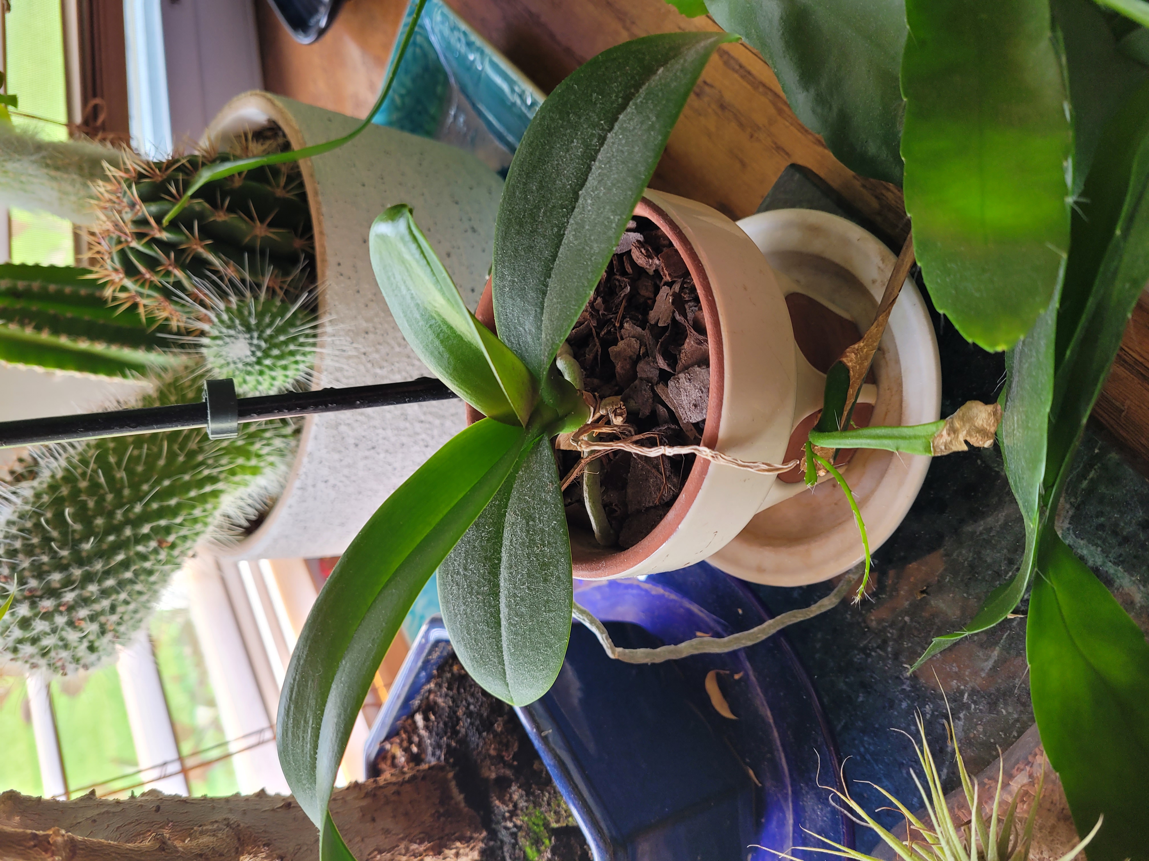 Orchid