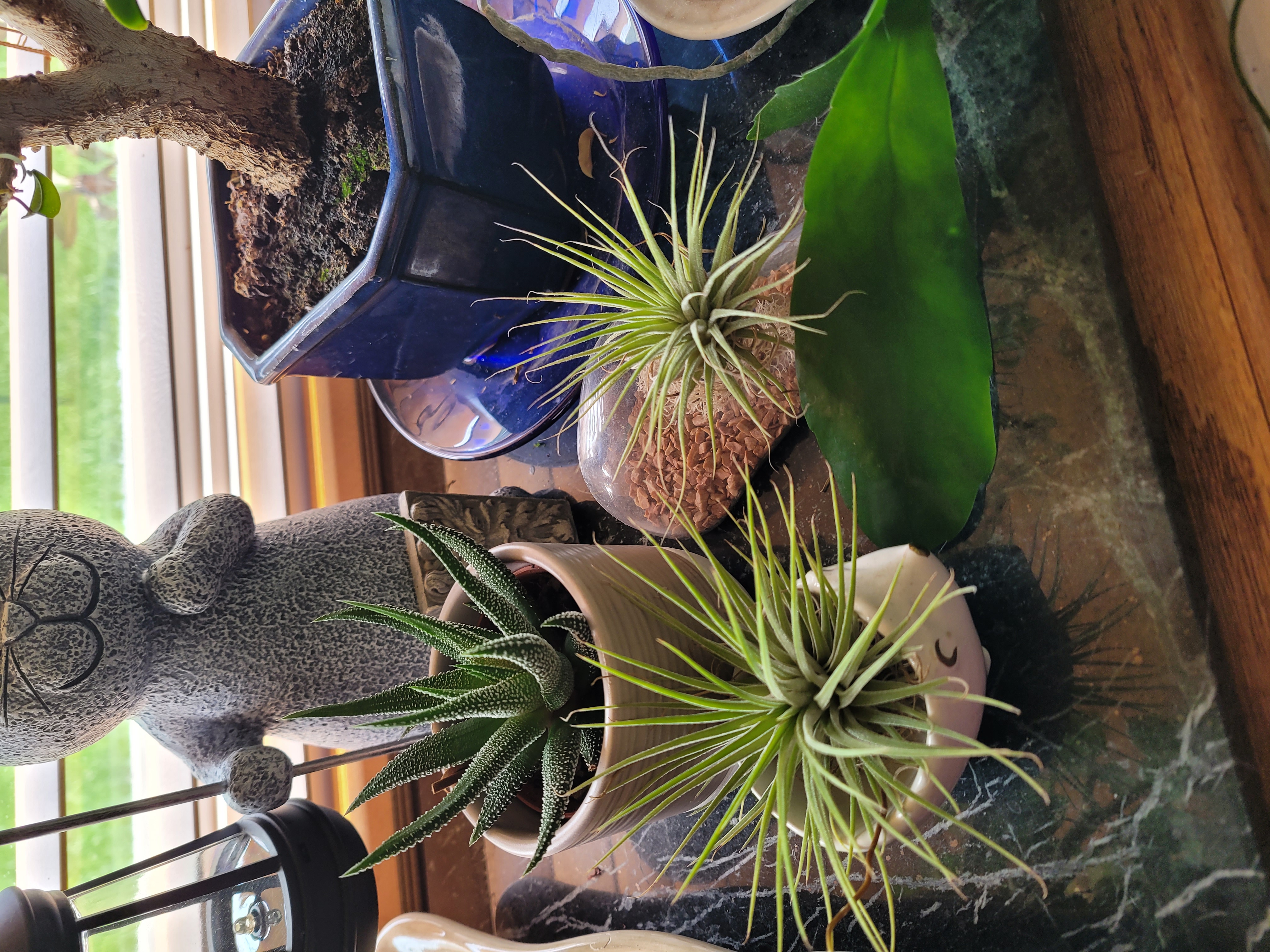 Air Plant