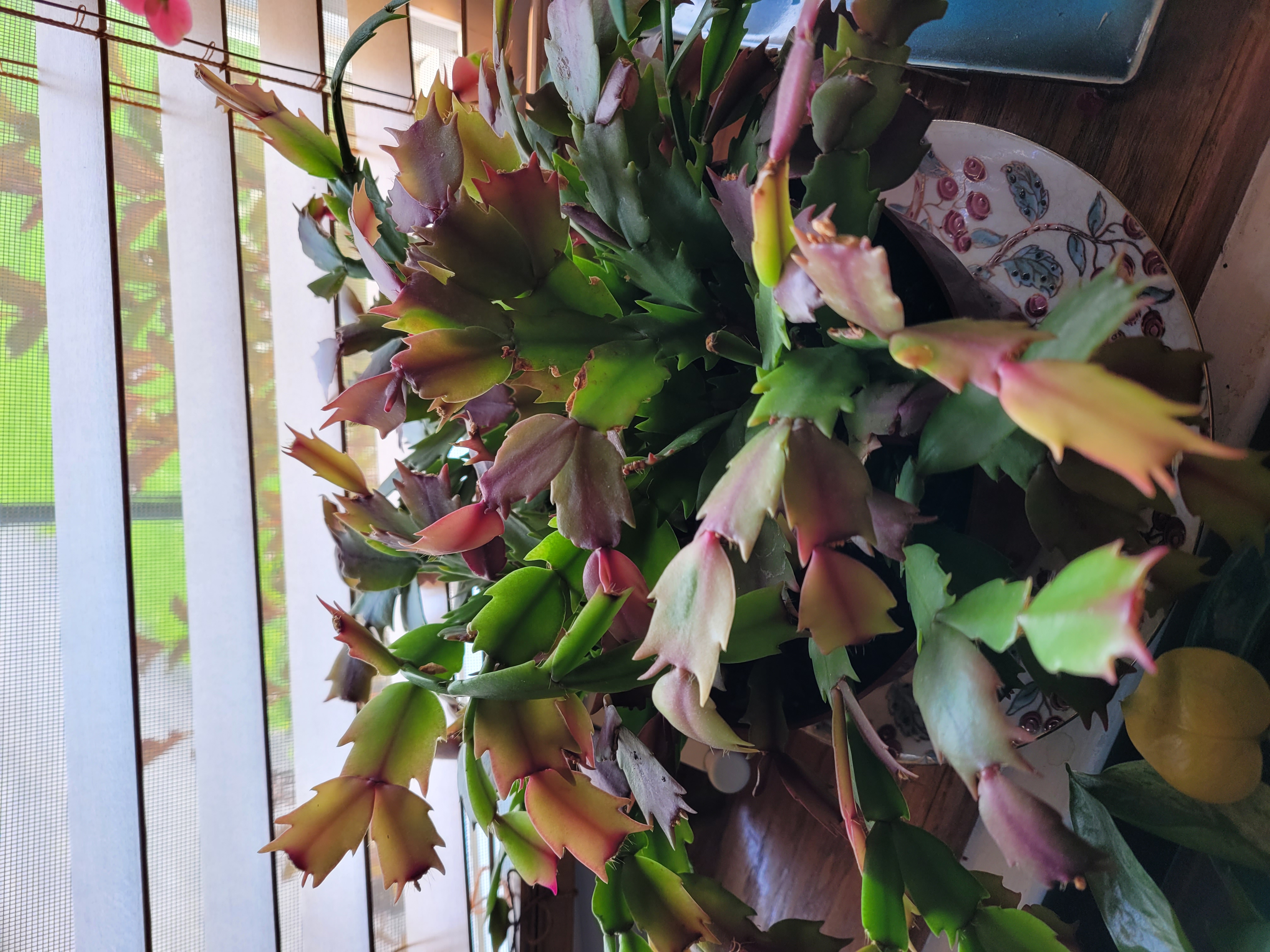 Christmas Cactus