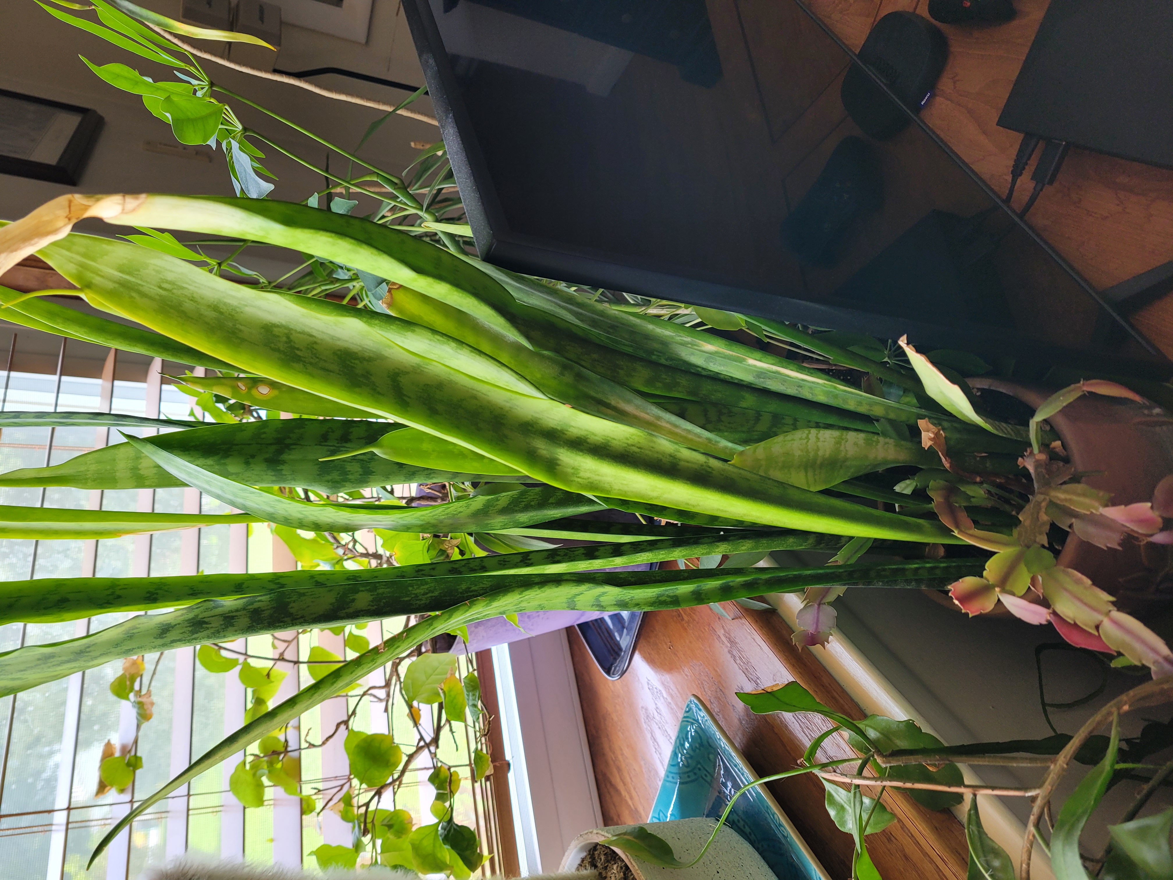 Dracaena Trifasciata